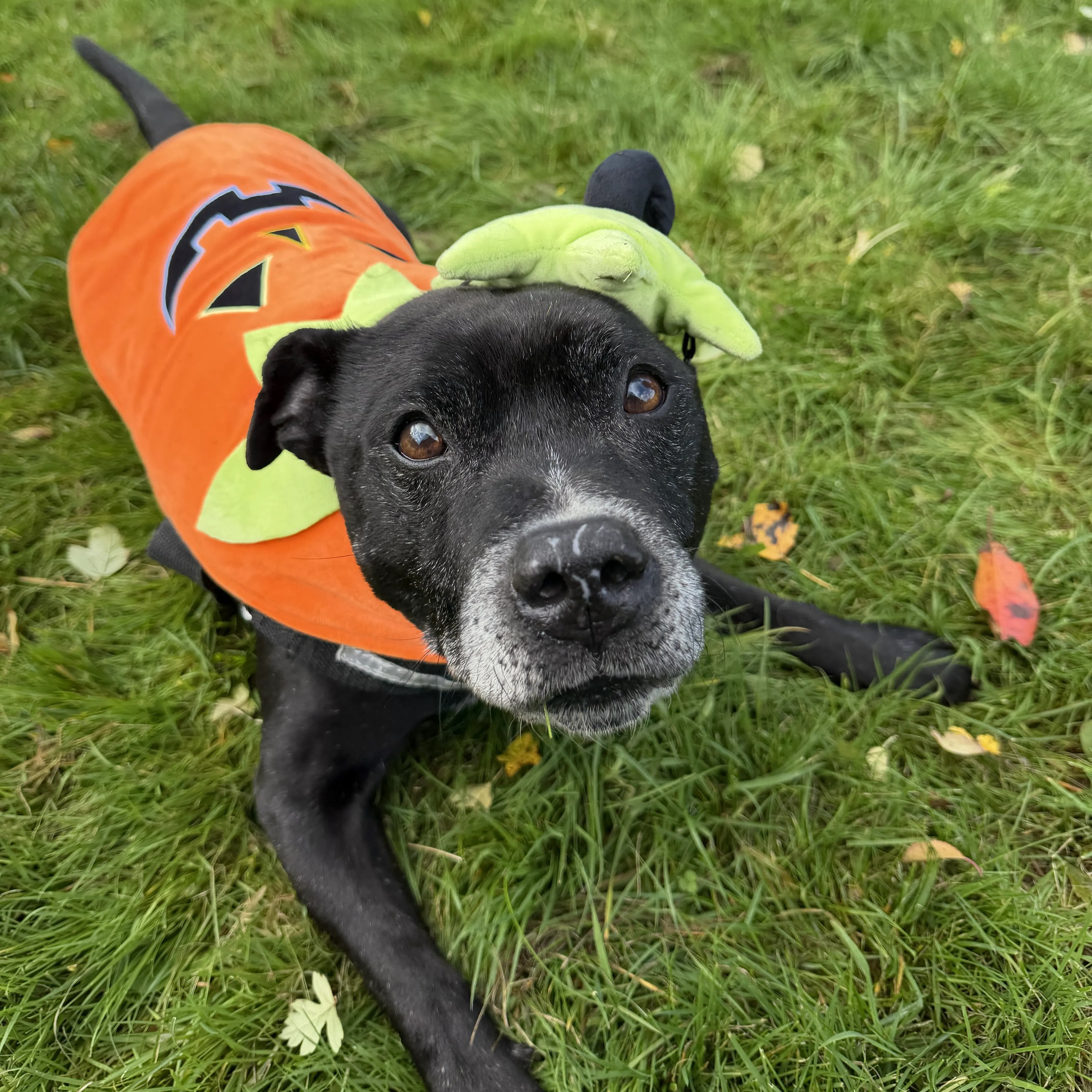 Tyson – 13 year old Male